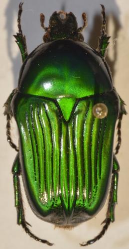 Euchilia sulcata